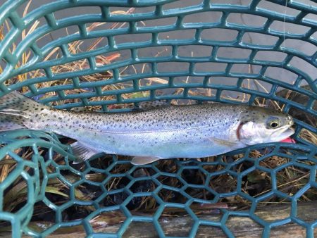 久々の管理釣り場